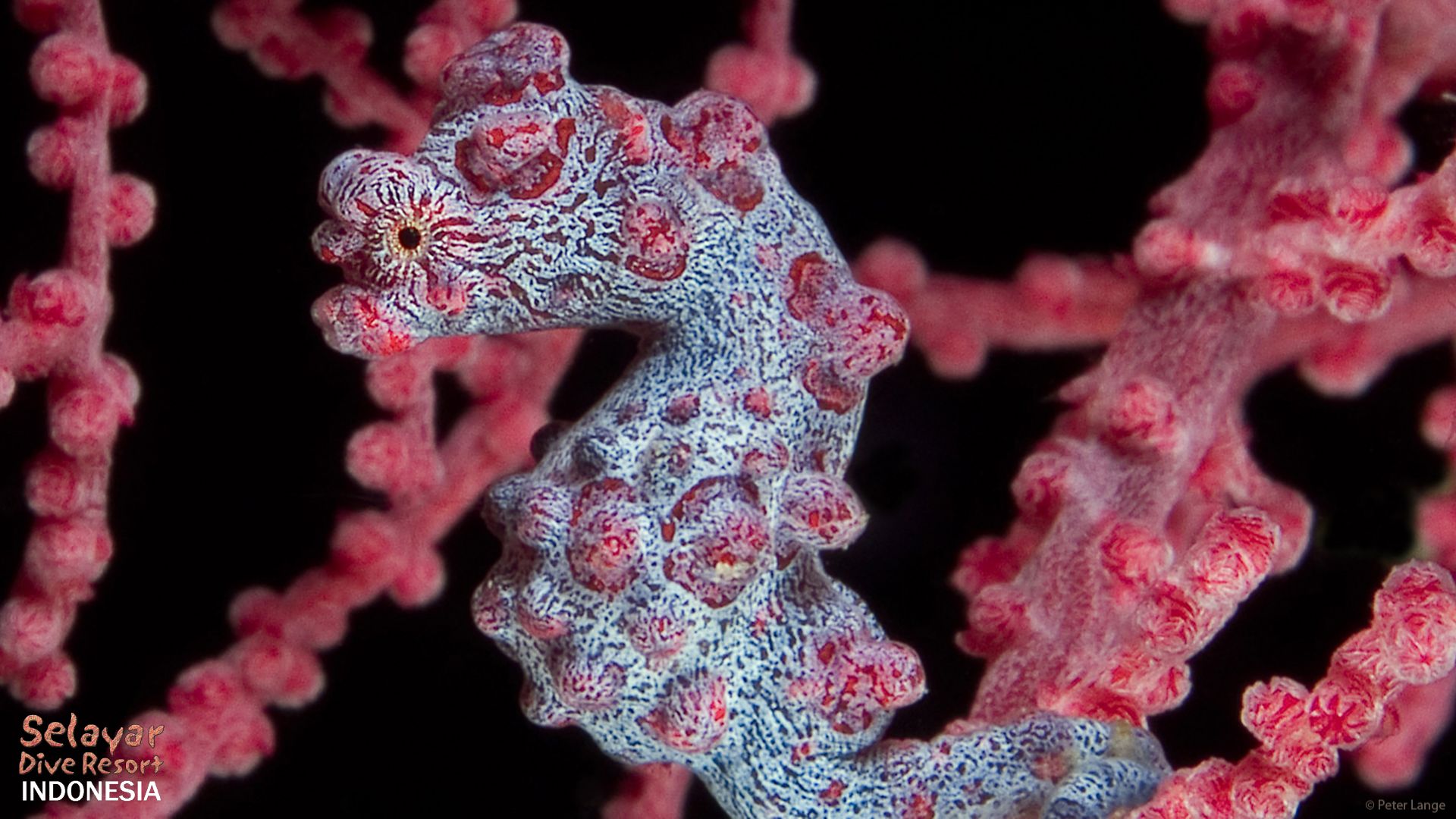 Pygmy Seahorse House Reef diving Indonesia