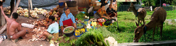 Selayar Island south Sulawesi Indonesia