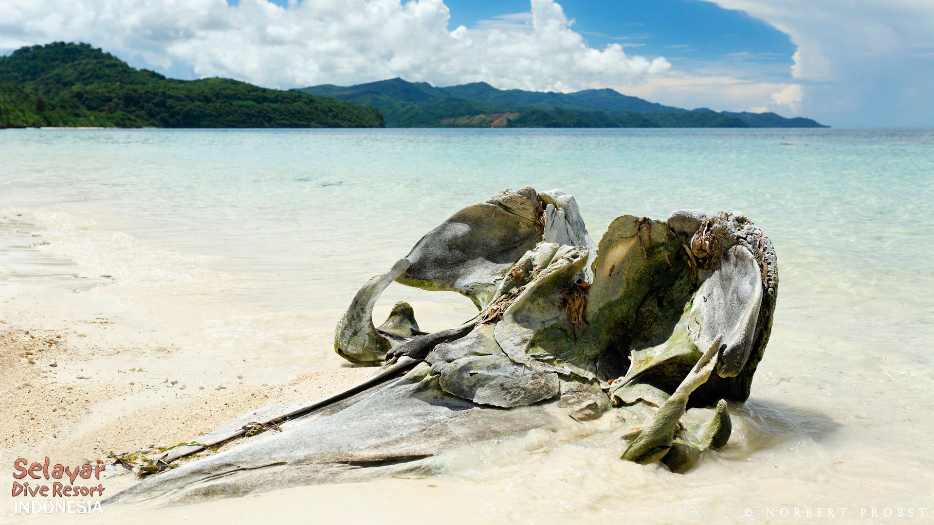 Private Beach Indonesia whale skull