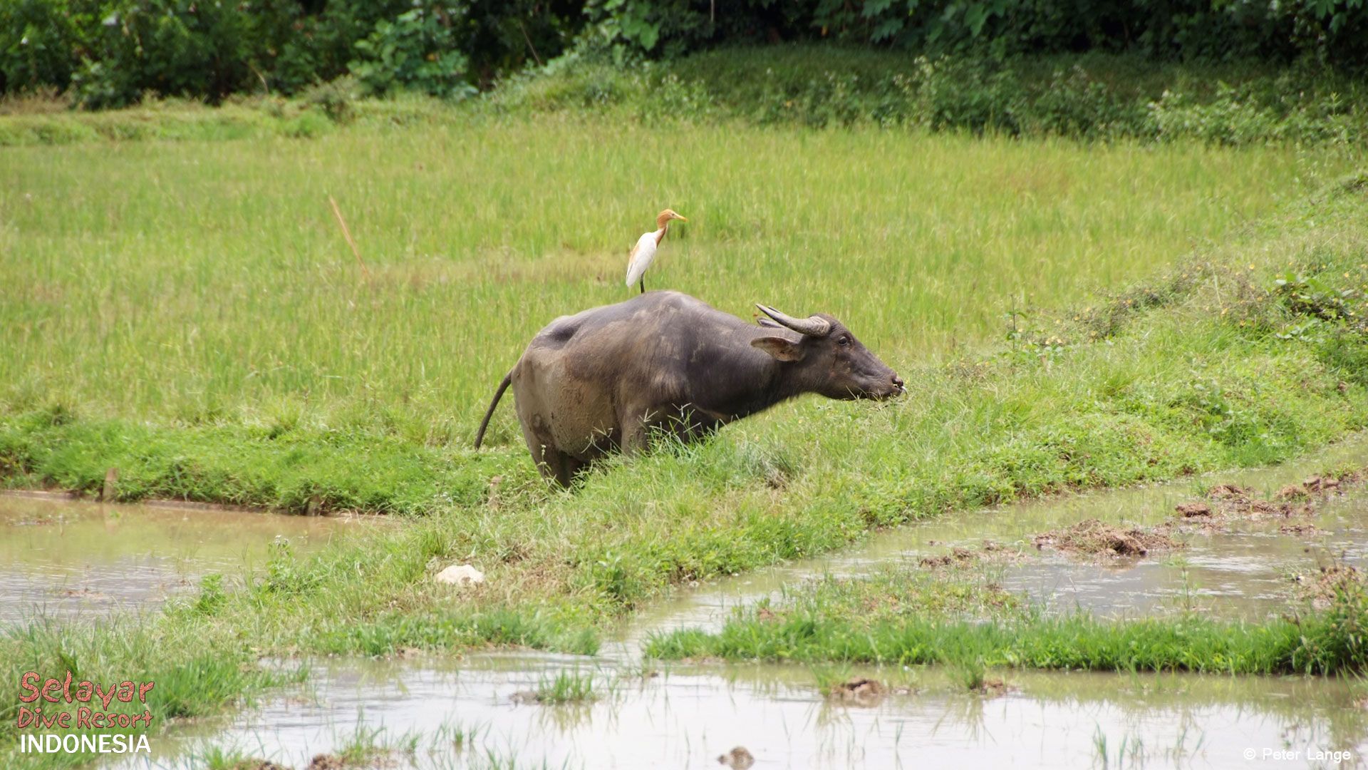 Buffalo Indonesia