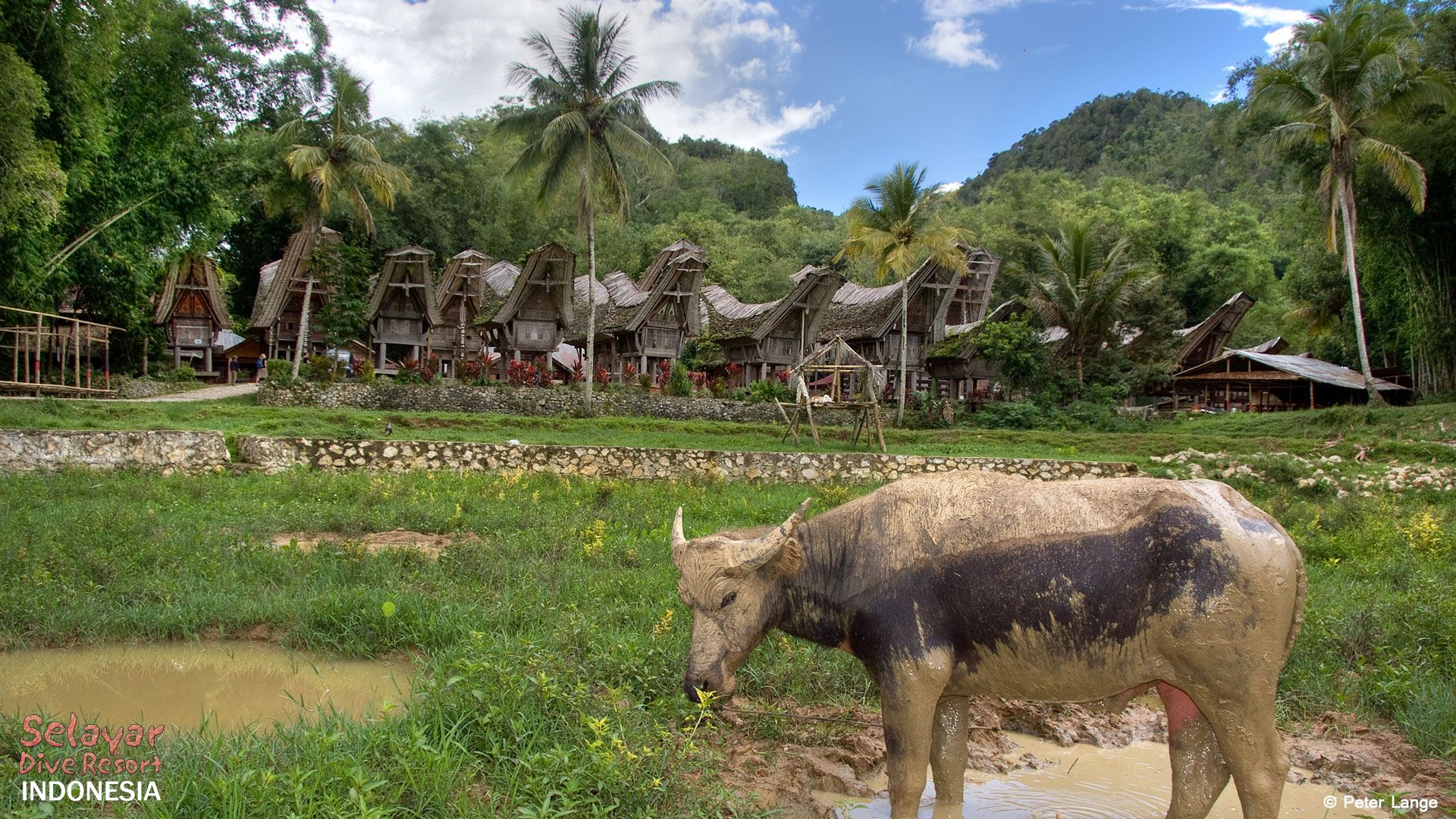 Indonesia Toraja Sulawesi Buffalo