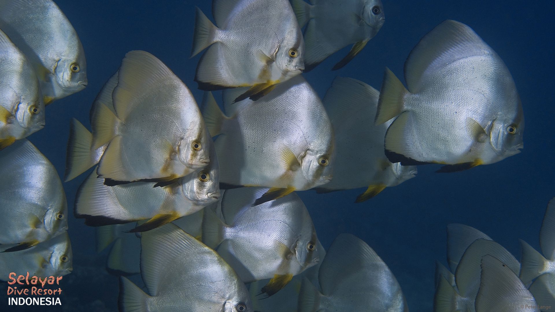 Schooling Fish Indonesia