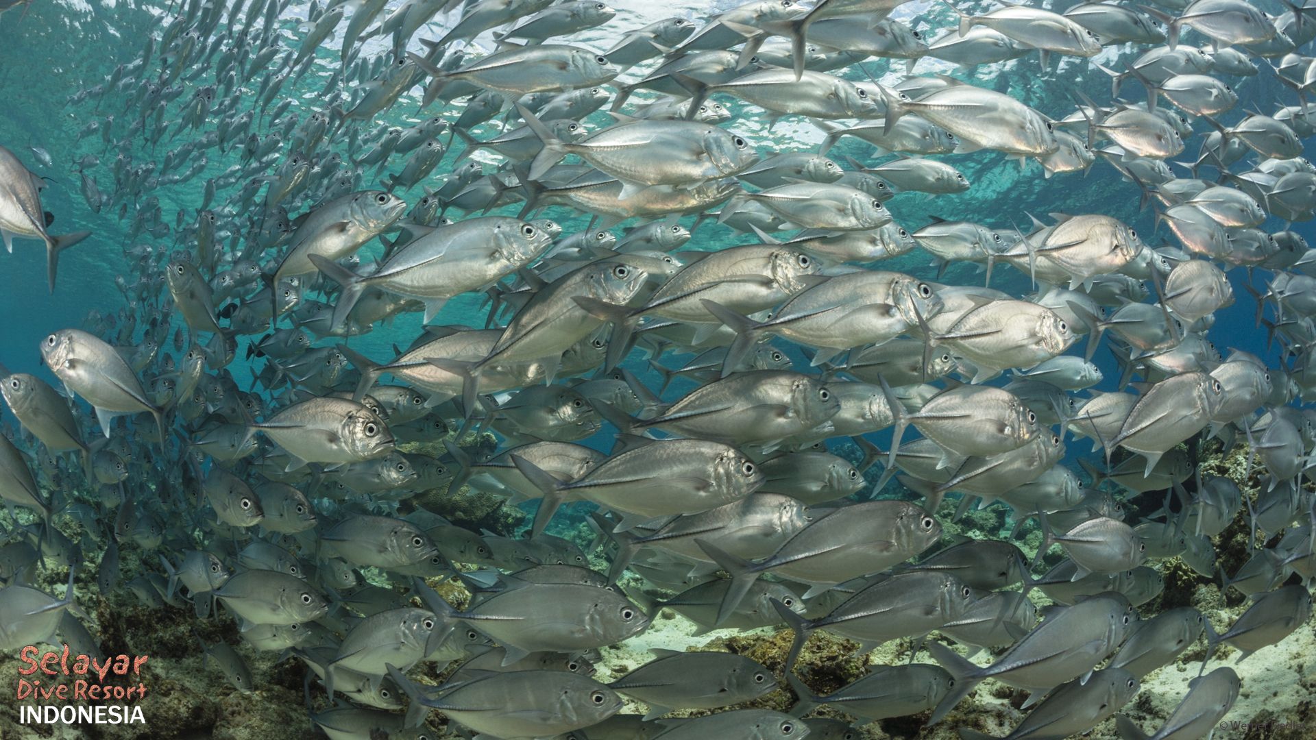 Schooling Fish Indonesia Sulawesi