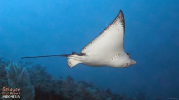 Eagle Ray diving Indonesia