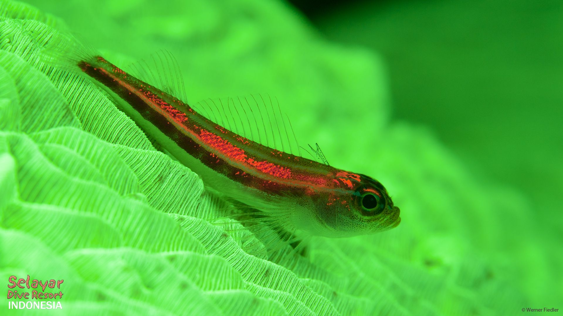 Fluo diving Indonesia south Sulawesi