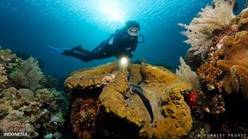 Coral Reef Indonesia Giant Clam diving Indonesia South Sulawesi