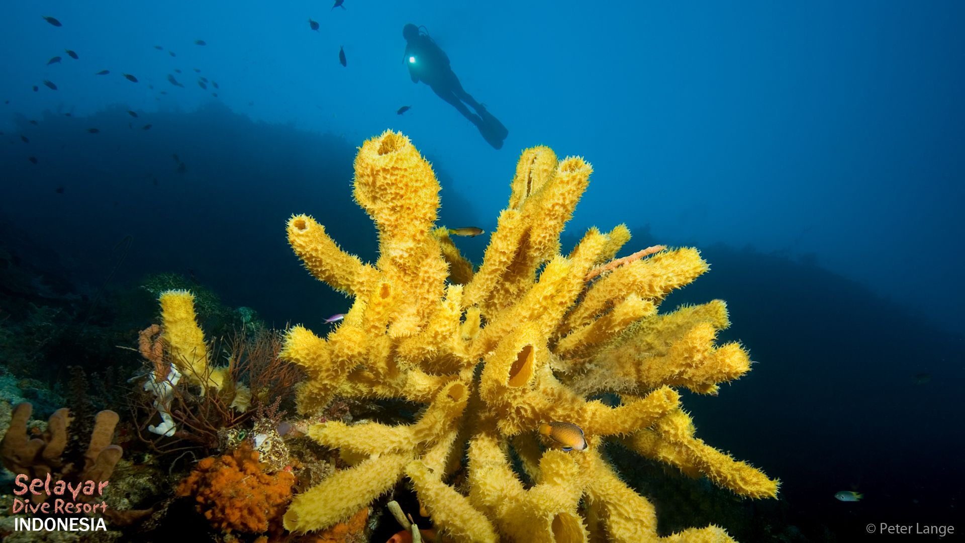 Coral Reef Indonesia Sponge House Reef diving Indonesia