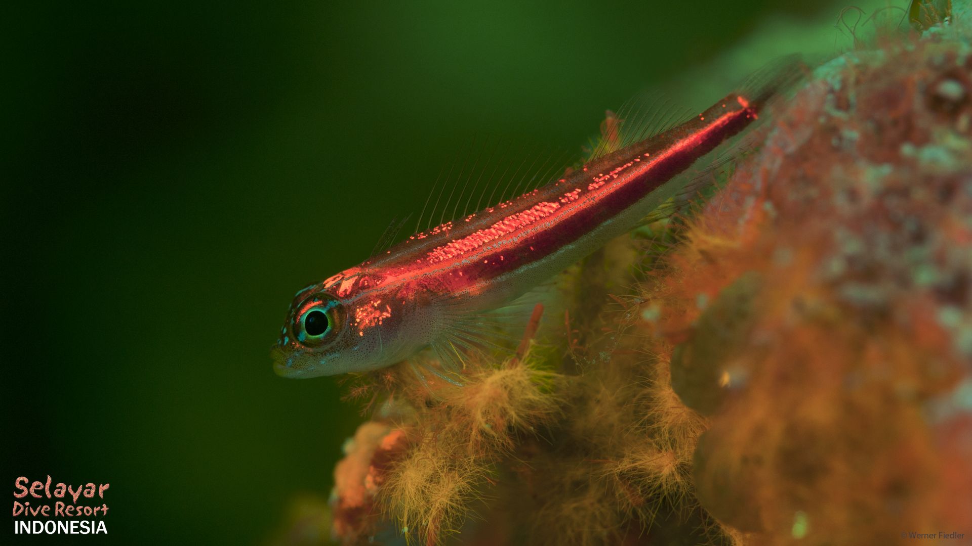Macro photography diving Indonesia