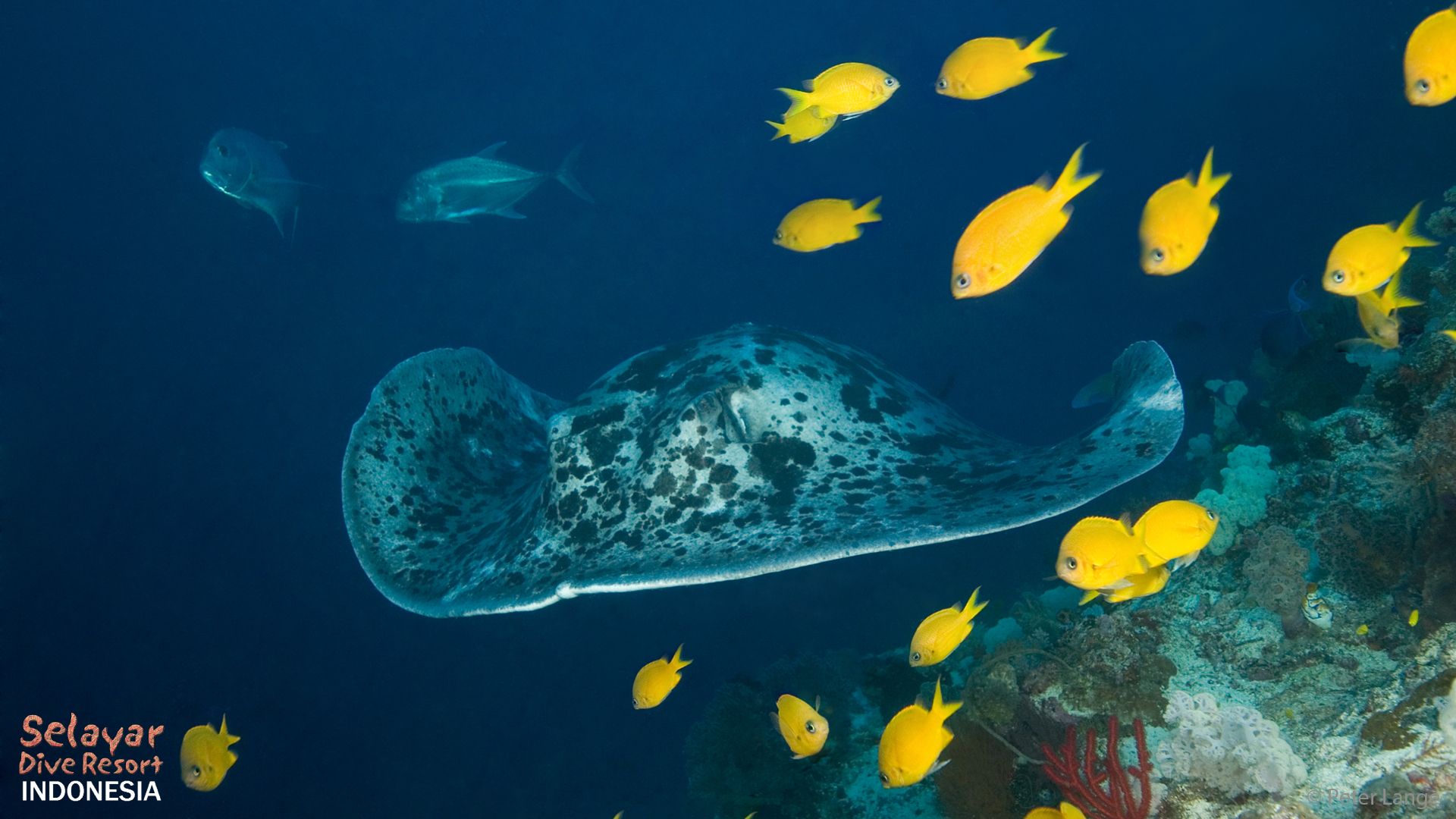 Big Fish Indonesia Sulawesi