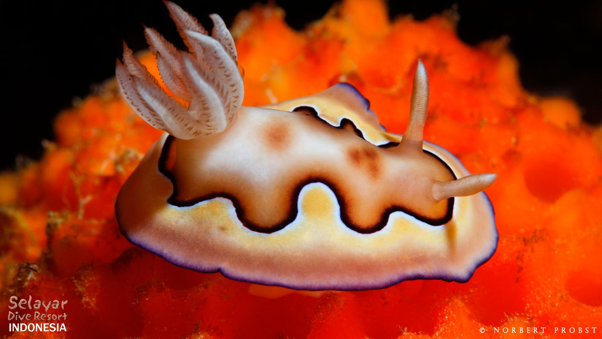 Nudibranch diving Indonesia Sulawesi