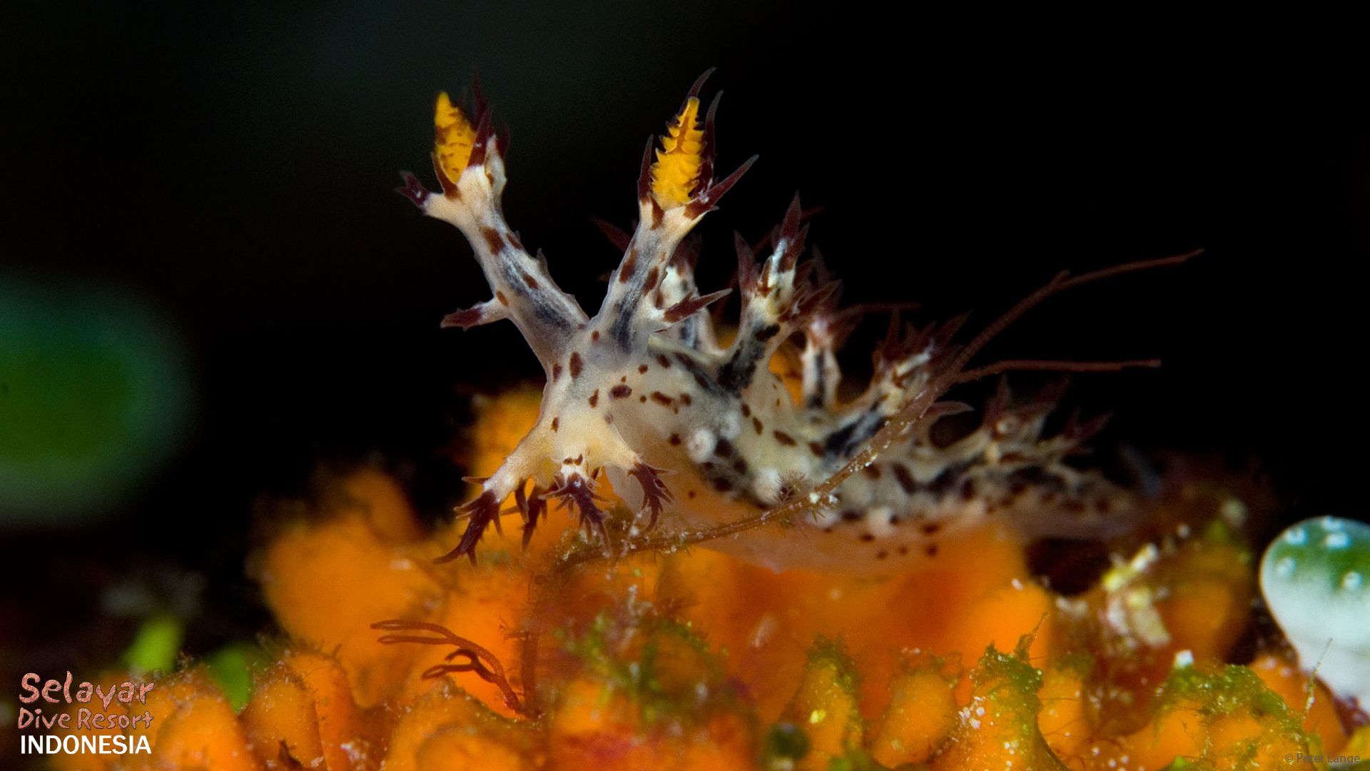 Nudibranch Indonesia Sulawesi