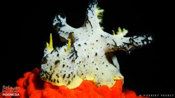 Notodoris Serenae nudibranch diving Indonesia