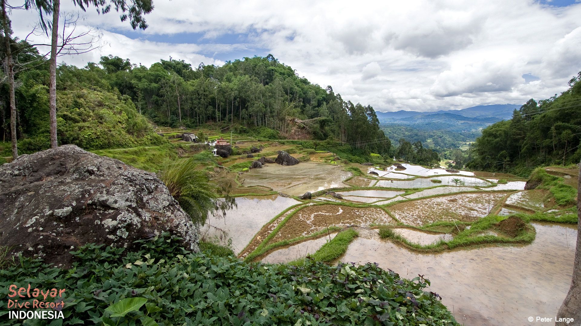 Rice Field Indonesia