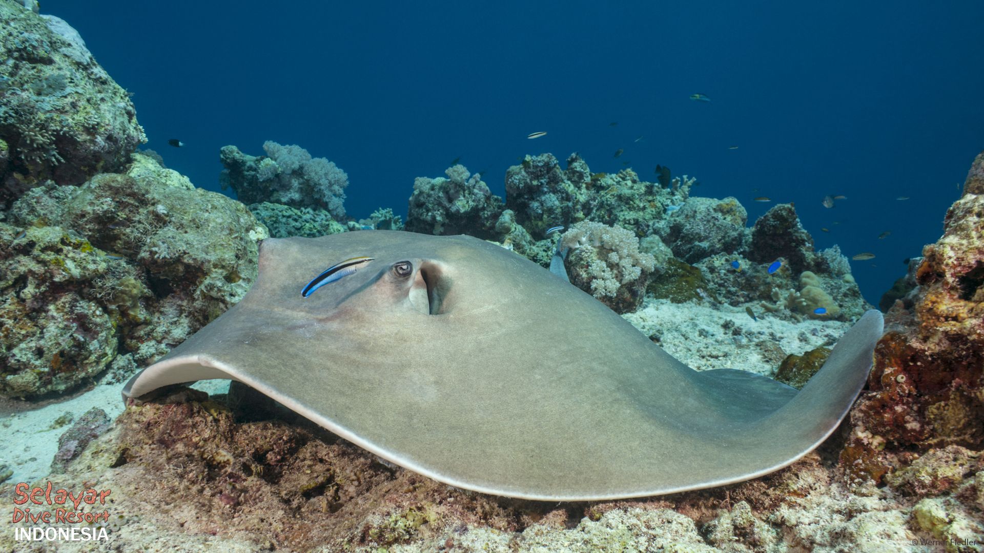 Big Fish Sulawesi