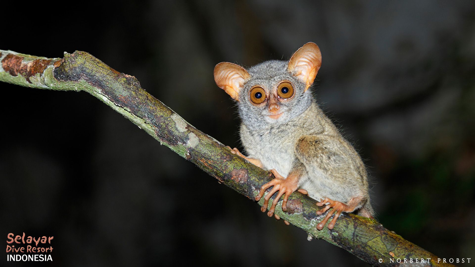 Tarsier Indonesia Cave and Animals Sulawesi