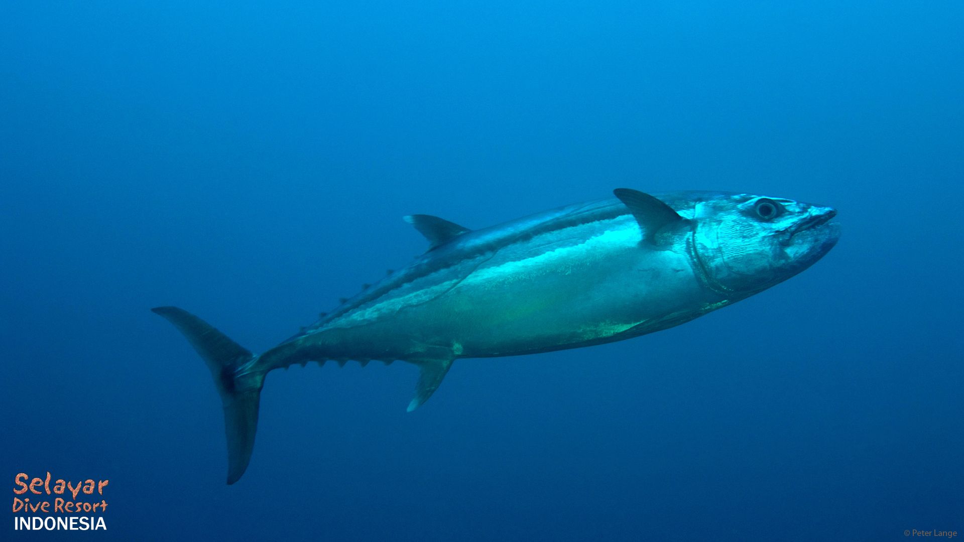 tuna dive marine park Indonesia Eco Resort