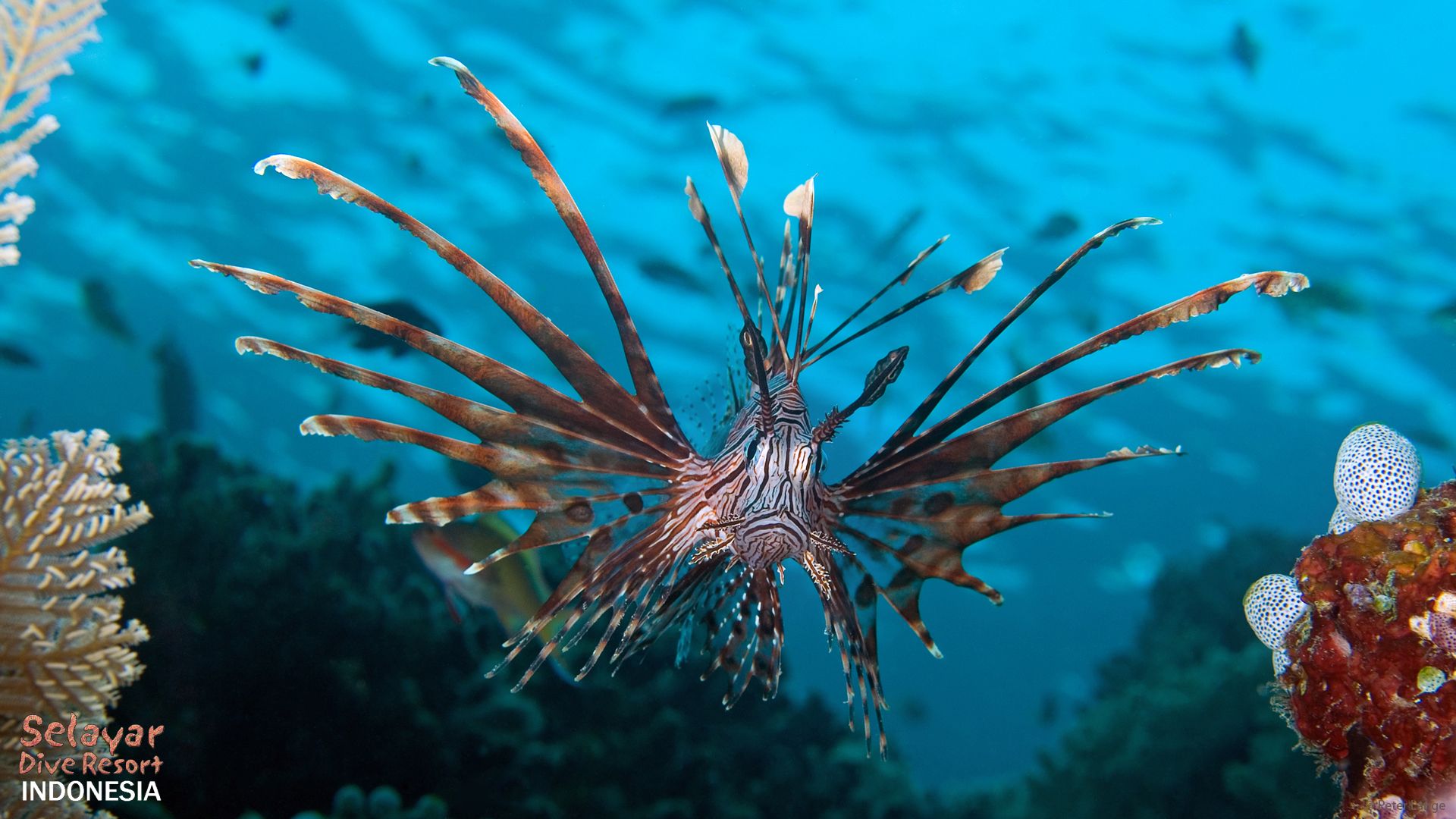 Critter diving Indonesia underwater photography resort Sulawesi